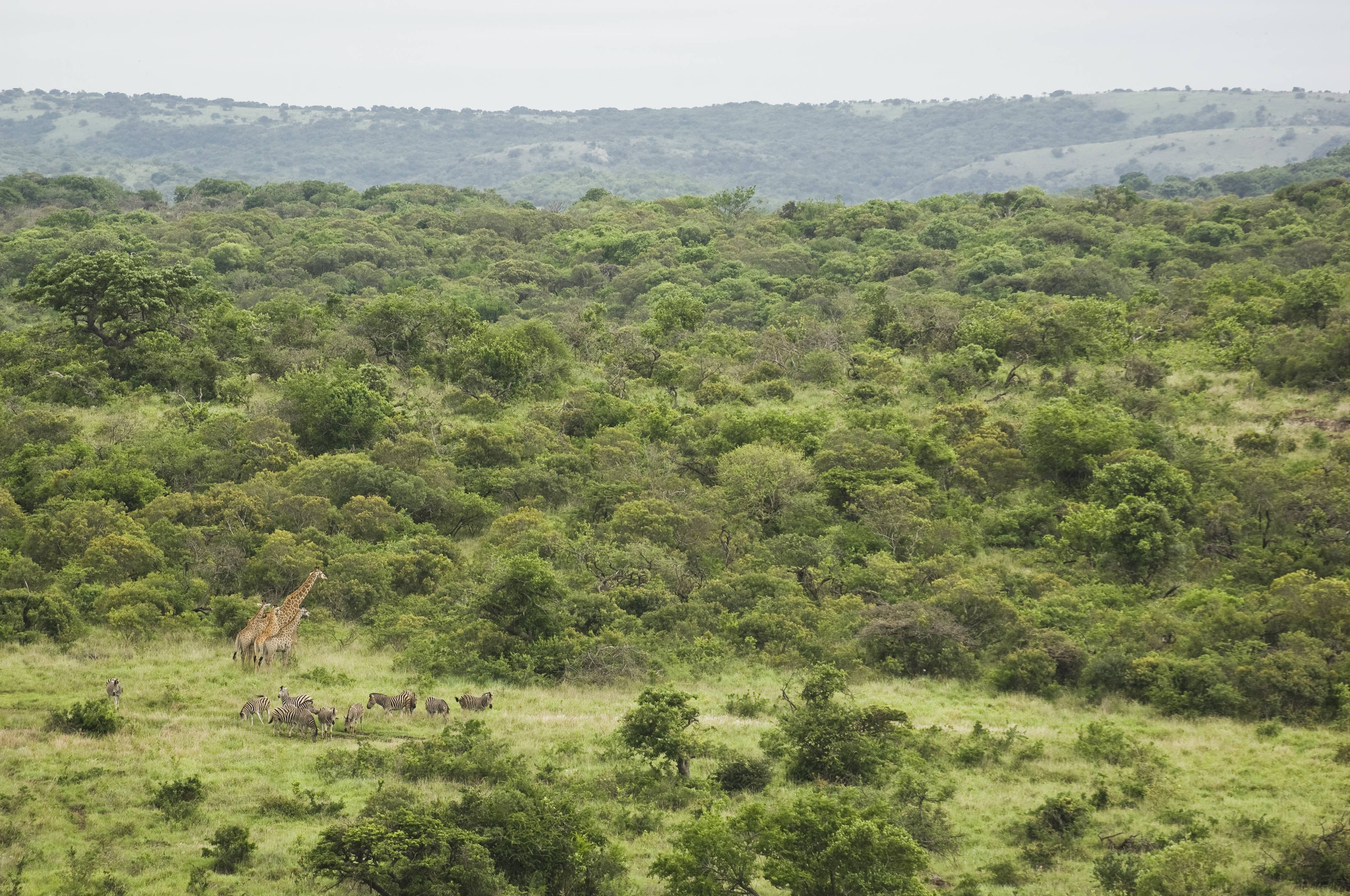 andBeyond - Wild Impact - South-Africa-Phinda-Reserve-Experience-landscape-view.jpg